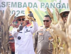 Gubernur Sultra Hadiri Panen Raya Jagung Serentak Kuartal 2 di Konawe Selatan, Andi Sumangeruka : Alhamdulillah Sulawesi Tenggara Tetap Mampu Meningkatkan Produksi Pertanian, Tidak Hanya pada Komoditas Padi, Tetapi Juga Jagung